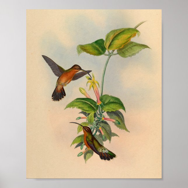 Vintage 1861 Hermit Hummingbird Print Poster (Framsidan)