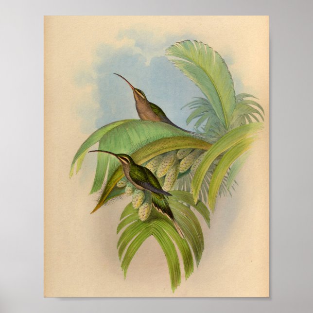 Vintage 1861 Hermit Hummingbird Print Poster (Framsidan)