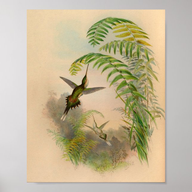 Vintage 1861 Hermit Hummingbird Print Poster (Framsidan)