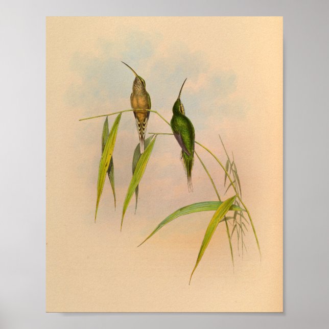 Vintage 1861 Hermit Hummingbird Print Poster (Framsidan)