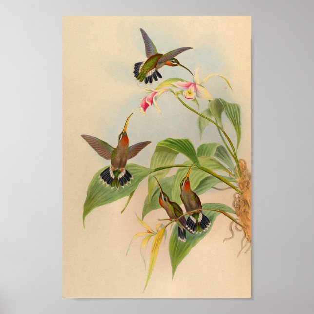 Vintage 1861 Hermit Hummingbird Print Poster (Framsidan)