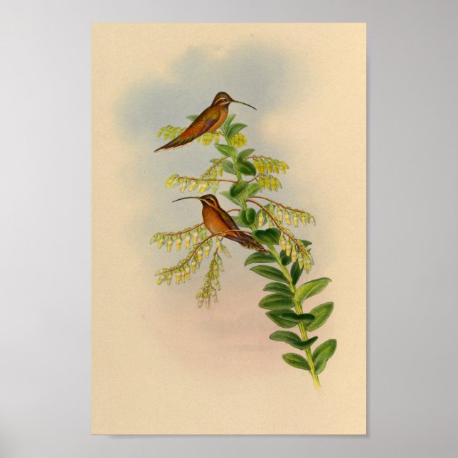 Vintage 1861 Hermit Hummingbird Print Poster (Framsidan)