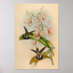 Vintage 1861 Hermit Hummingbird Print Poster