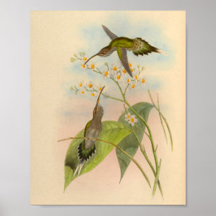 Vintage 1861 Hermit Hummingbird Print Poster