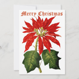 Vintage 1867 Poinsettia Jul Julkort