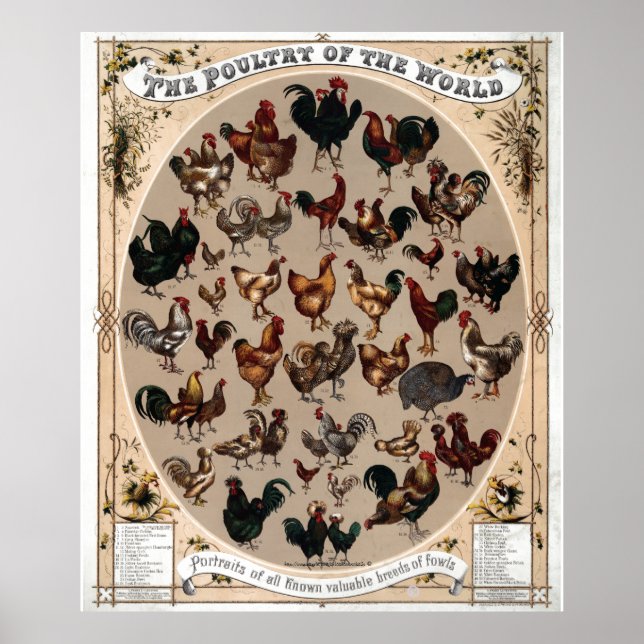 "Vintage~1868 Världens fjäderfä" Poster (Framsidan)