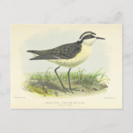 Vintage 1875 Bird Teckning från St Helena Vykort
