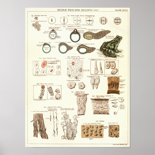 Vintage 1881 Frog Biology Anatomy Print Poster (Framsidan)