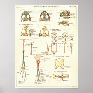 Vintage 1881 Frog Biology Anatomy Print Poster
