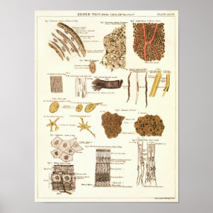 Vintage 1881 Frog Biology Anatomy Print Poster