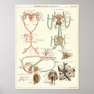 Vintage 1881 Frog Biology Anatomy Print Poster