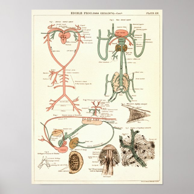 Vintage 1881 Frog Biology Anatomy Print Poster (Framsidan)