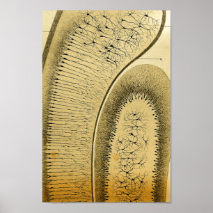 Vintage 1886 Centrala navigationssystemnerver Poster