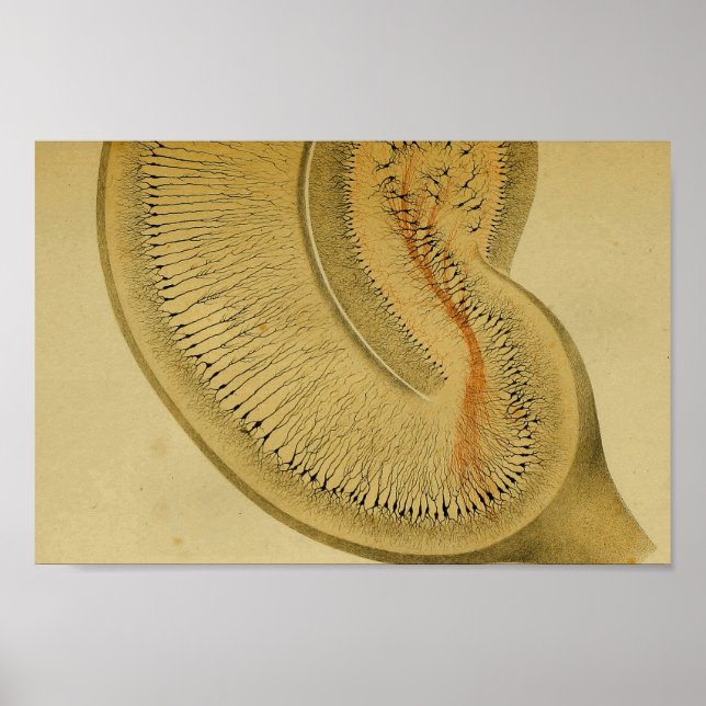 Vintage 1886 Centrala navigationssystemnerver Poster (Framsidan)