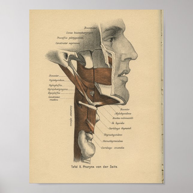 Vintage 1888 Anatomy Print Nacke Ansikte Muscles Poster (Framsidan)