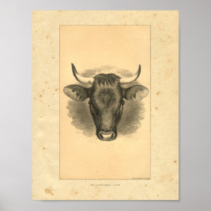 Vintage 1888 Bull Print Poster