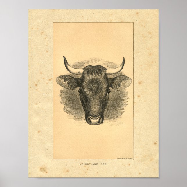 Vintage 1888 Bull Print Poster (Framsidan)