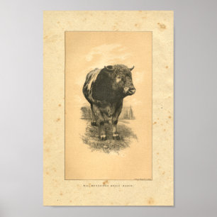 Vintage 1888 Bull Print Poster