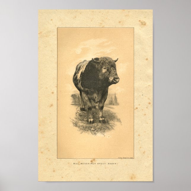 Vintage 1888 Bull Print Poster (Framsidan)