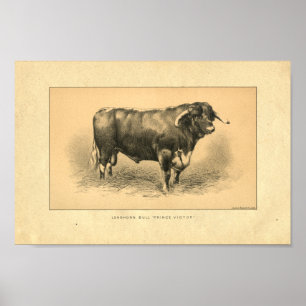 Vintage 1888 Bull Print Poster