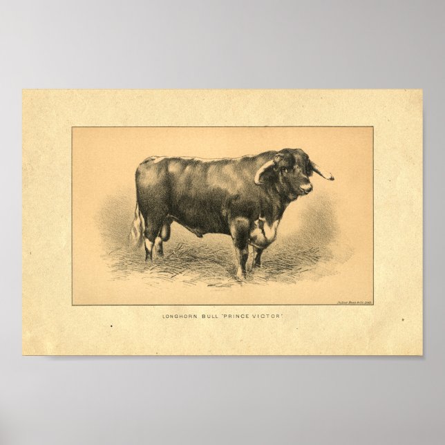 Vintage 1888 Bull Print Poster (Framsidan)