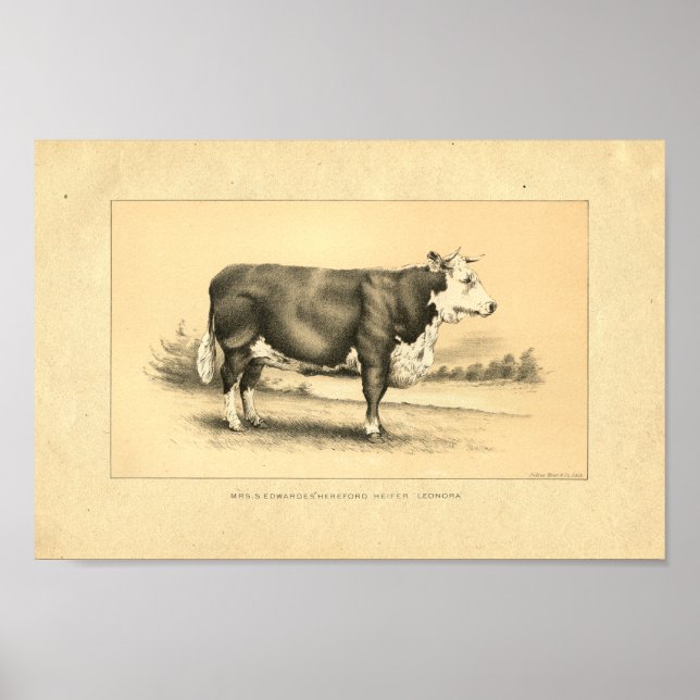 Vintage 1888 Bull Print Poster (Framsidan)