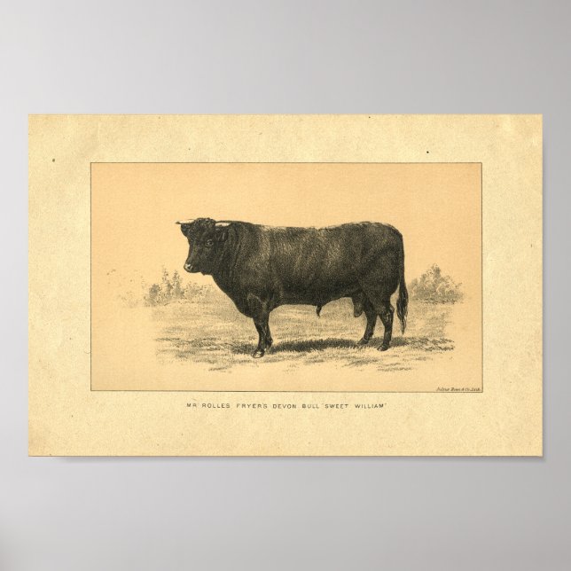 Vintage 1888 Bull Print Poster (Framsidan)