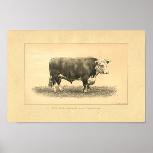 Vintage 1888 Bull Print Poster
