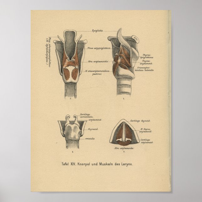 Vintage 1888 German Anatomy Print Larynx Poster (Framsidan)