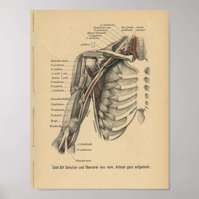 Vintage 1888 German Anatomy Print Shoulder Arm Poster (Framsidan)