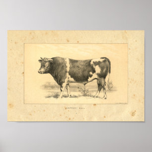 Vintage 1888 Guernsey Bull Skriv ut Poster