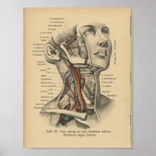 Vintage 1888 Human Anatomy Print Ansikte Nacke Poster