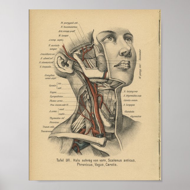 Vintage 1888 Human Anatomy Print Ansikte Nacke Poster (Framsidan)