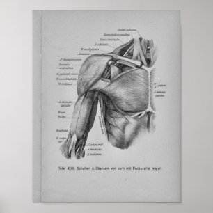 Vintage 1888 Human Anatomy Print Shoulder Arm Poster