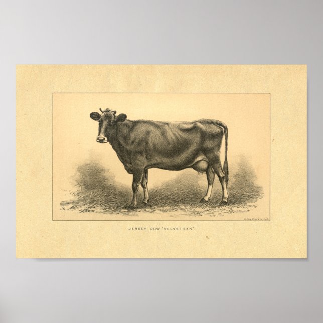 Vintage 1888 Jersey Cow-utskrift Poster (Framsidan)