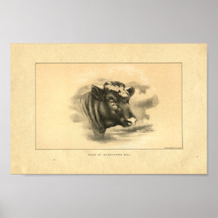 Vintage 1888 Shorthorn Bull Skriv ut Poster