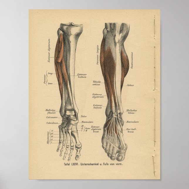 Vintage 1888 Tysk anatomi Skriv ut bläddringsfot Poster (Framsidan)