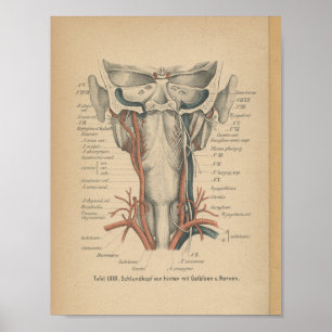Vintage 1888 Tysk anatomi Skriv ut Nacke Poster