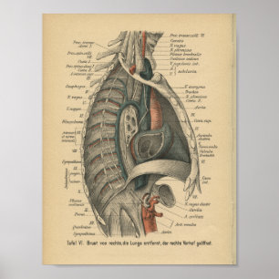 Vintage 1888 Tysk anatomi Skriv ut Thoracic Poster