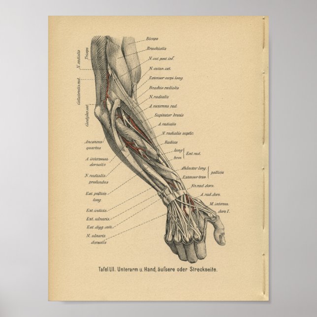 Vintage 1888 Tysk anatomy Print Arm Hand Poster (Framsidan)