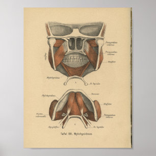 Vintage 1888 Tysk anatomy Print Jaw Poster