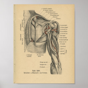 Vintage 1888 Tysk Anatomy Print Shoulder Arm Poster