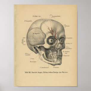 Vintage 1888 Tysk Anatomy Print Skull Öga Poster