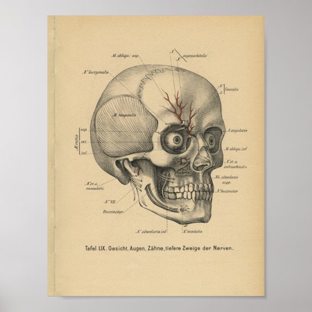 Vintage 1888 Tysk Anatomy Print Skull Öga Poster (Framsidan)