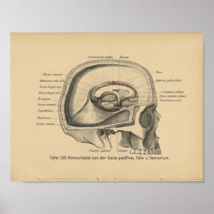 Vintage 1888 Tysk Anatomy Print Skull Poster