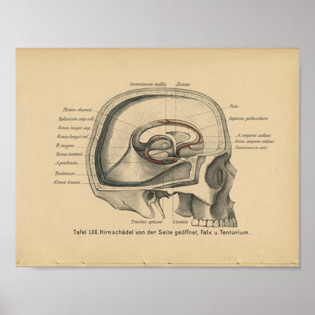 Vintage 1888 Tysk Anatomy Print Skull Poster (Framsidan)