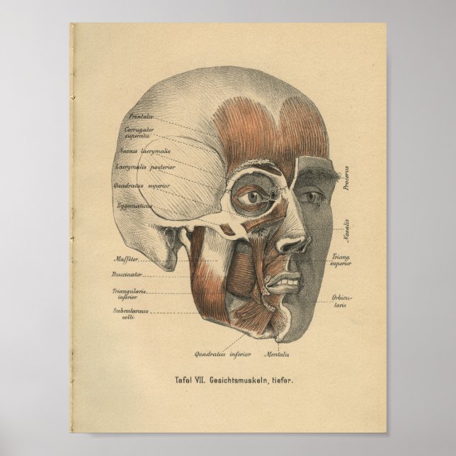 Vintage 1888 Tyska Anatomy Print Ansikte Muscles Poster (Framsidan)