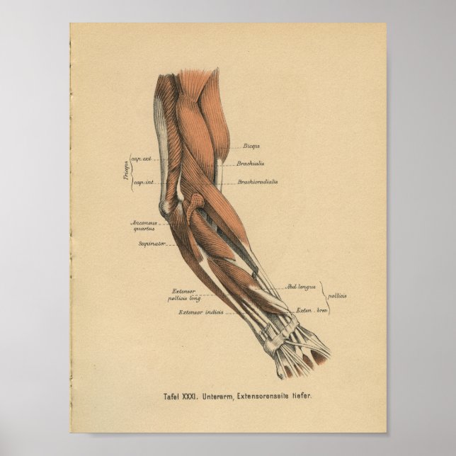 Vintage 1888 Tyska Anatomy Print Arm Muscles Poster (Framsidan)