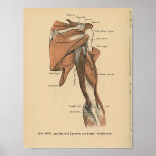 Vintage 1888 Tyska Anatomy Print Arm Muscles Poster