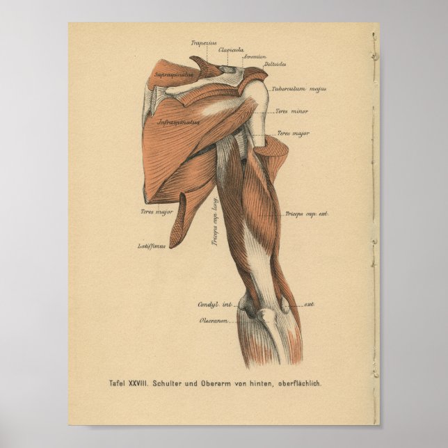 Vintage 1888 Tyska Anatomy Print Arm Muscles Poster (Framsidan)